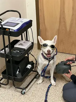 dog wearing protective goggles receiving laser therapy treatment from veterinary professional