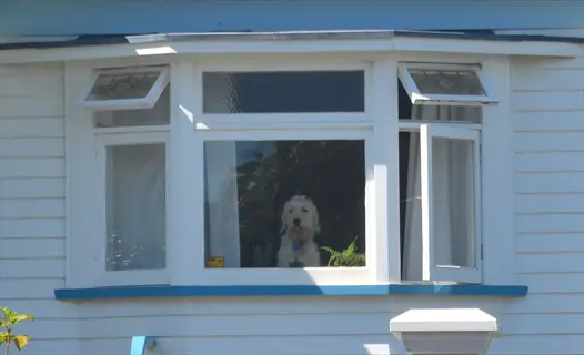 dog window film: fluffy dog gazing through white-framed bay window of a blue-trimmed house