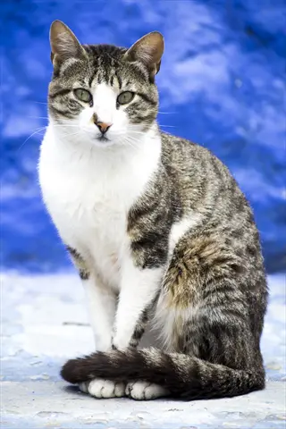 dominant cat posture: upright tabby cat with white chest, forward ears, direct gaze and wrapped tail against textured blue background