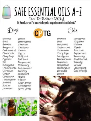 doterra pet safe diffuser guide with cptg essential oil recommendations for dogs and cats, featuring diffuser device and resting dog
