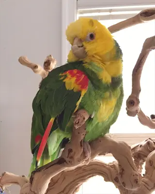double yellow-headed amazon parrot perched on natural wood stand demonstrating parrot station training near a sunlit window