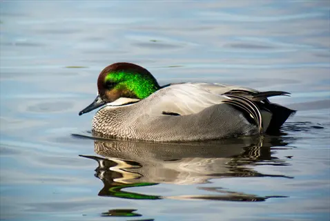 falcated duck (male) floating on calm water, displaying iridescent green neck, brown head, and wing plumage including bird tertial feathers with water reflection