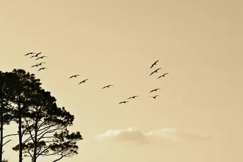 flock of multiple birds flying in v-formation against a sepia-toned sky, silhouetted pine trees in the foreground with distant cloud