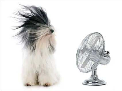 fluffy dog with fur blowing from electric fan - temperature regulation methods include fans and dog cooling mats for pet comfort