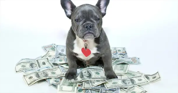 french bulldog with heart tag sitting on pile of money - visual metaphor for pet cost projection and ownership expenses