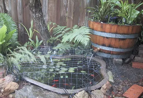 garden pond filtration system featuring wire mesh cover, aquatic plants, and goldfish in a backyard setting with ferns and wine barrel planter