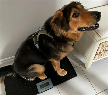 german shepherd mix sitting on digital pet scale measuring weight (123.4 lb) for puppy growth tracking