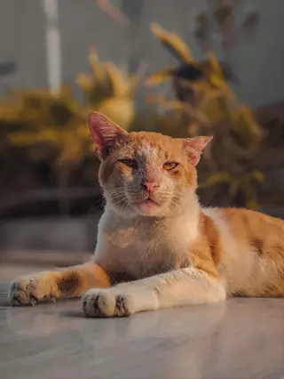 ginger and white cat resting with claws extended on tiled surface, blurred green plants background