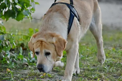 golden labrador wearing a black y-shape dog harness, walking on a grassy path with trees and foliage in the background