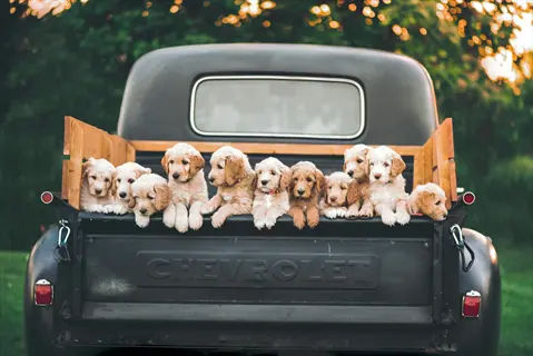 golden retriever puppies in a vintage chevrolet pickup truck bed, representing a pet pickup van for door-to-door transport