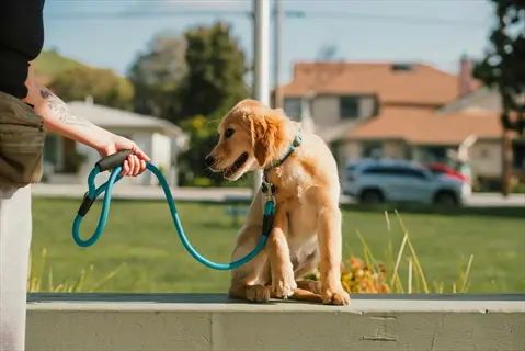 golden retriever puppy wearing blue harness held by turquoise leash in hand; hands free dog walking belt (fanny pack) visible on owner's waist in suburban park setting