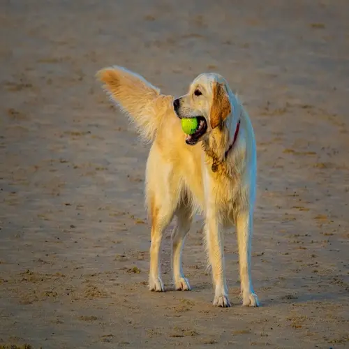 golden retriever wagging tail while holding a green ball on a sandy beach
