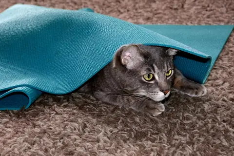 gray tabby cat partially hidden under a blue mat on shaggy carpet, simulating a cat foraging mat scenario