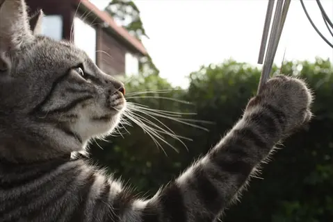 gray tabby cat performing a cat high five outdoors, paw raised toward hanging metal object with focused expression. houses and greenery visible in background
