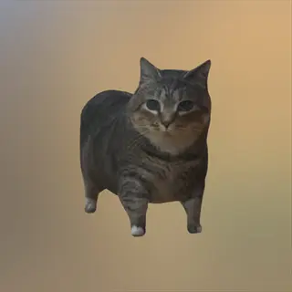 gray tabby cat standing alert on gradient background. static posture demonstrates the starting position before initiating a cat spin trick during training