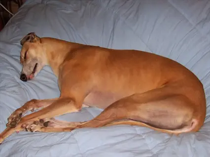 greyhound fully stretched out in deep sleep on light blue bedding, displaying classic 'greyhound - sprawler' position with extended legs and elongated body