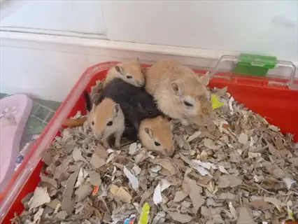 group of small rodents resting in a red container filled with small animal cardboard bedding (shredded paper material)