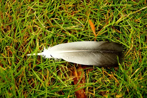 growing bird feather (blood feather) with visible blood vessels in its shaft, lying on dewy grass. features black-tipped vane and white base with natural gradient