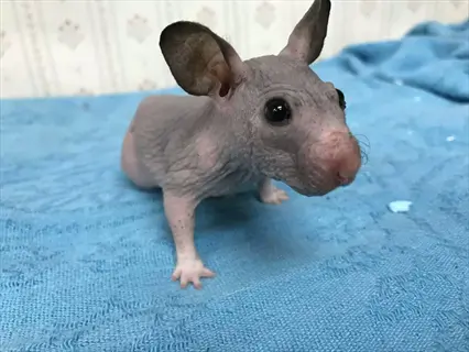 hairless hamster close: close-up of a hairless hamster with large ears and wrinkled skin on a blue cloth surface