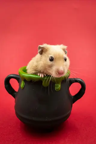 hamster ceramic food bowl: golden hamster perched in whimsical black cauldron dish with green slime trim - ceramic dishes context