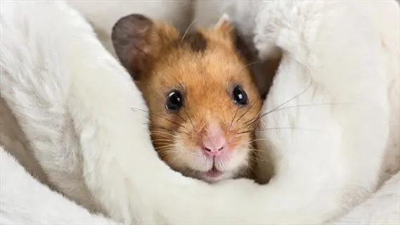 hamster fur: syrian hamster with brown and white fur nestled in soft white blanket - detailed fur texture