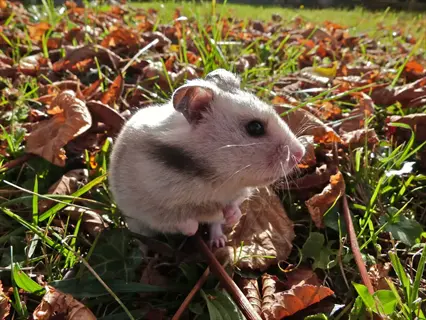 hamster seasonal habitat: dwarf hamster exploring autumn foliage and grass outdoors - seasonal adjustments context