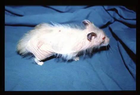 hamster skin examination: hairless hamster with wrinkled skin and sparse fur on blue background - health monitoring context