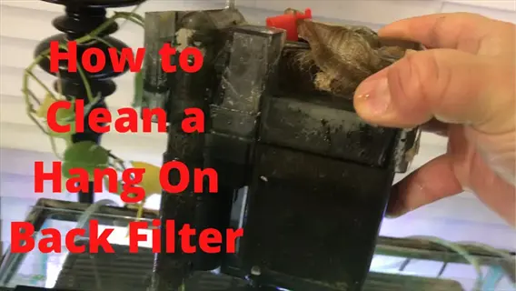 hand holding a dirty hang-on-back (hob) aquarium filter with instructional text overlay: 'how to clean a hang on back filter'