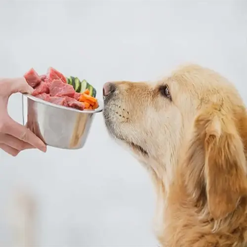 hand holding metal bowl with dog food ingredients (meat chunks, cucumber, carrots) near golden retriever dog's nose
