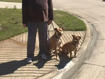 handler practicing loose leash walking with two dogs on sunny sidewalk, leashes slack showing proper training technique