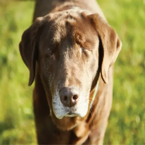happy senior chocolate labrador retriever with gray muzzle standing on sunny grass, symbolizing joyful adoption potential