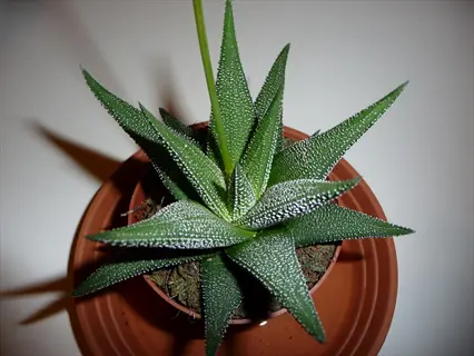 haworthia succulent with pointed green leaves covered in white speckles, potted in terracotta container on saucer indoors