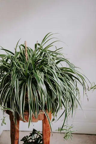 healthy spider plant in pot on wooden stand indoors, showcasing green-white striped foliage for indoor gardening