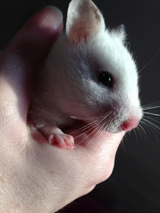 holding hairless hamster: human hand gently cradling hairless hamster with visible pink skin, large ears and whiskers - handling precautions context