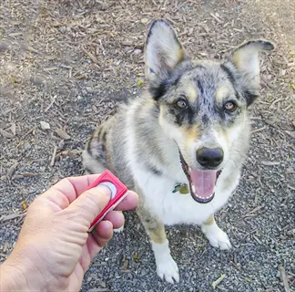 human hand holding red dog training clicker in foreground, merle australian shepherd mix dog sitting on gravel path in background