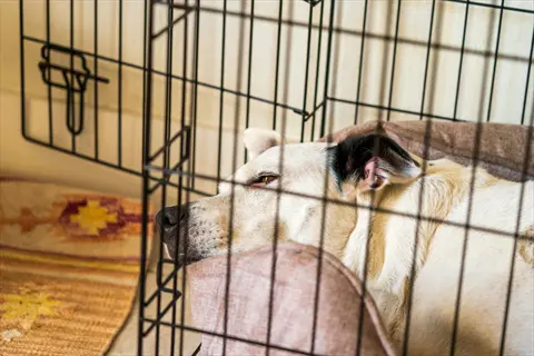 ideal dog crate location: dog resting comfortably in wire crate with plush bedding in a quiet indoor corner, featuring soft lighting and patterned rugs for a calm environment