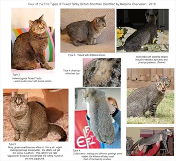infographic chart displays 8 british shorthair cats showing ticked tabby variations, labeled type 1-5 with fur detail close-ups and academic citation (katerina ovanesian 2018)