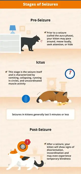 infographic detailing stages of cat seizure symptoms: pre-seizure (pacing/vocalizing), ictus (collapse/tremors), post-seizure (disorientation/blindness) in kittens