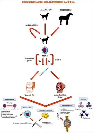 infographic: mesenchymal stem cell dog therapy for canine osteoarthritis showing sources (allogeneic/xenogeneic/autologous), administration routes, and mechanisms