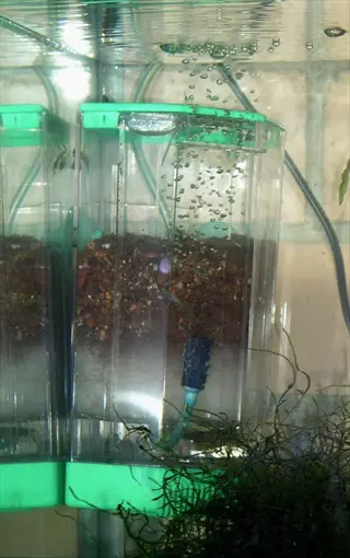internal aquarium filter with green trim, brown filter media, blue air tube, and bubbles surrounded by aquatic plants