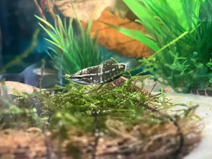 java moss aquarium with a black-and-white striped fish resting on lush feathery java moss, surrounded by green stem plants and sandy substrate in a clear freshwater tank