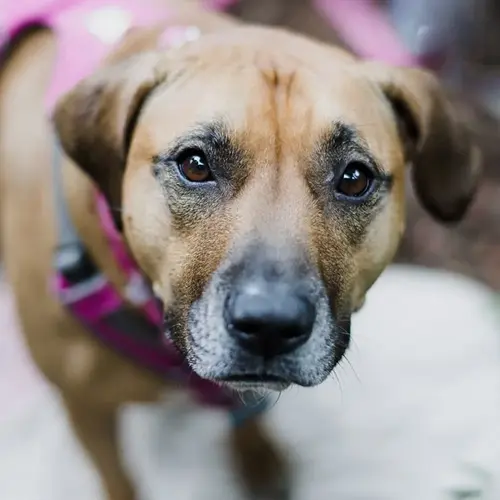 light brown rescue dog with pink harness looking at camera, representing breed rescue dog adoption