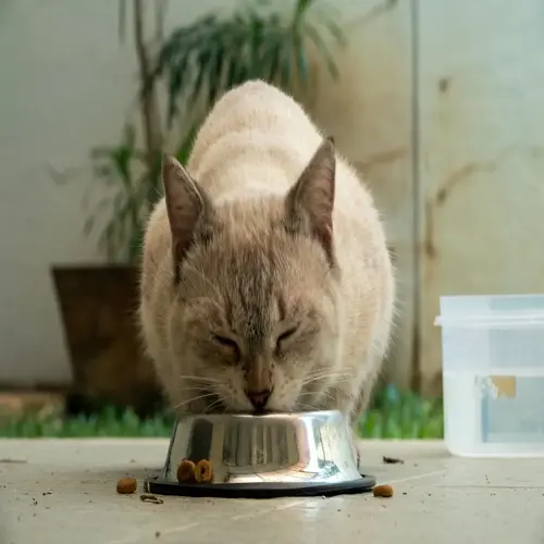 light-colored cat eating from a metal bowl outdoors, with scattered kibble and a plastic container nearby