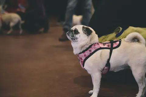 light-colored pug wearing a pink escape-proof dog harness (safety harness design) with black trim, standing indoors at a dog event