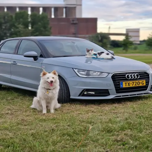light gray audi car (license plate tx-720-g) parked on grass, with a white dog sitting in front and a cat resting on the hood