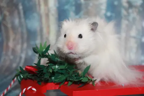 long haired syrian hamster: fluffy white syrian hamster perched on red platform with green foliage against blurred winter background