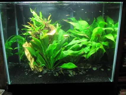 lush amazon sword aquarium featuring broad-leafed rosette plants, driftwood, dark river pebbles substrate, and vibrant green vegetation in clear water