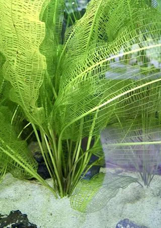 lush aponogeton aquarium plant with long, broad fenestrated green leaves growing in sandy substrate with rocks in a freshwater aquarium