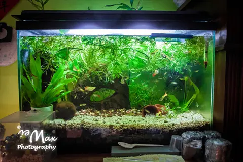 lush aquarium live plants with community fish swimming through dense greenery in a natural freshwater tank setup