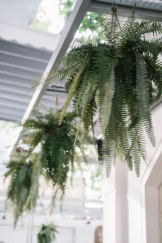 lush boston ferns hanging from metal structure in bright indoor-outdoor space, showcasing long green fronds
